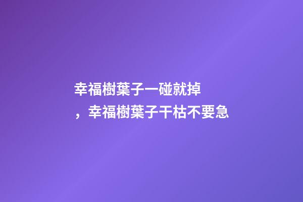 幸福樹葉子一碰就掉，幸福樹葉子干枯不要急-第1張-觀點-玄機派